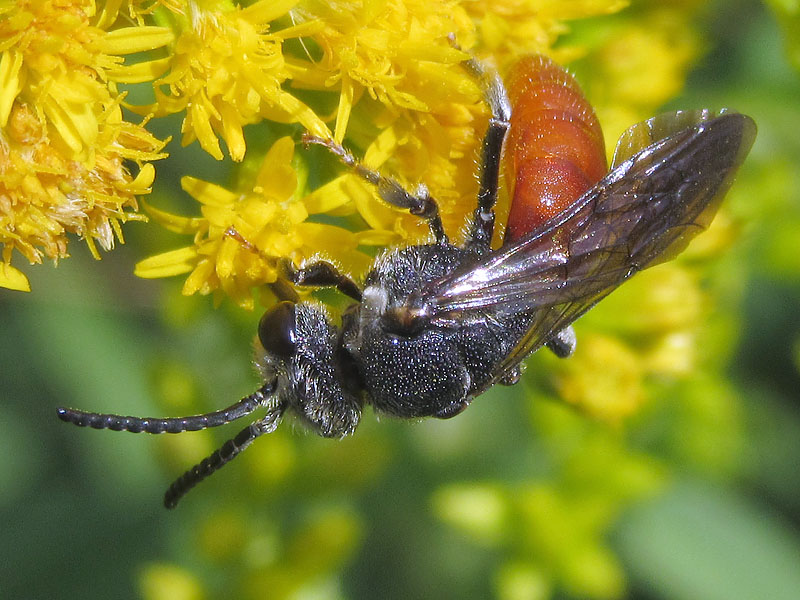 piccola con addome rosso: Sphecodes albilabris, maschio (Apidae Halictinae)